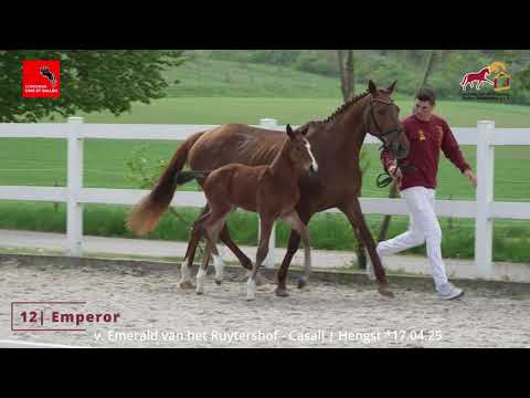 KN 12 Emperor - Hengst (stallion) v. Emerald van het Ruytershof / Casall / Contender