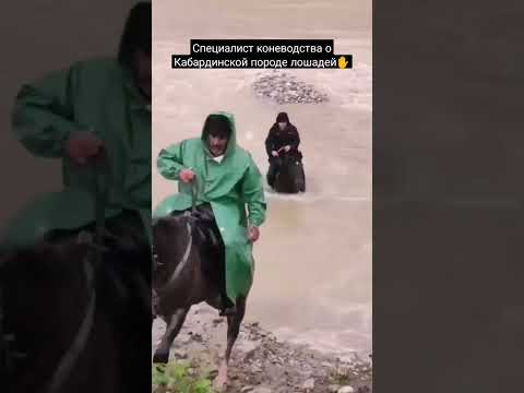 , title : '#кабардинскаяпородалошадей #лошади #россия #кавказ'