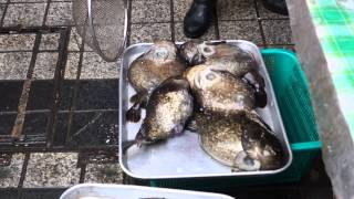 preview picture of video 'Fish at the market in Sokcho'
