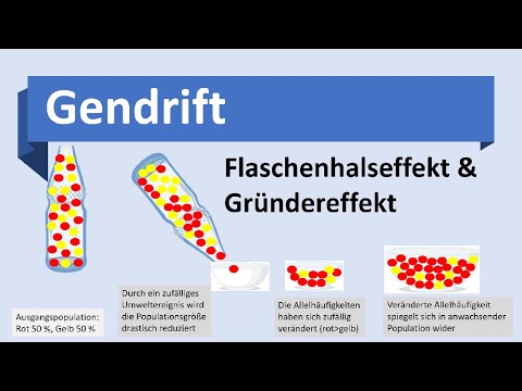 Genetic drift [bottleneck effect, founder effect] - Evolutionary mechanisms [biology, evolution, ...