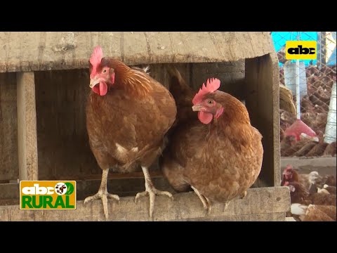 , title : 'Abc Rural: Qué tener en cuenta en la cría de gallinas ponedoras'