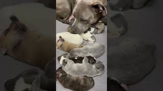Pittie Reunites With Her Sister Just In Time To Go Into Labor | The Dodo