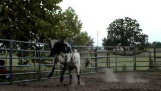95 2yr old bucking bull, Ferguson Bucking Bulls