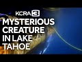 Mysterious creature spotted in depths of Lake Tahoe