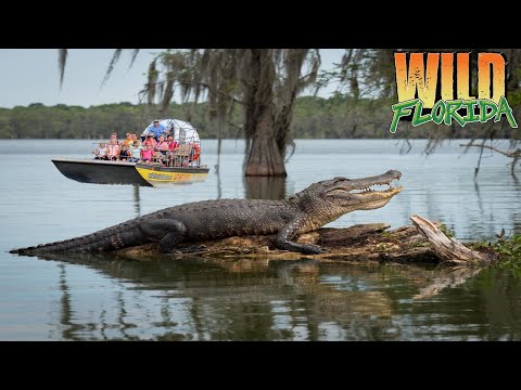Gators 🐊 Vs Bunny 🐰 Front of Air Boat Ride - WILD FLORIDA Video