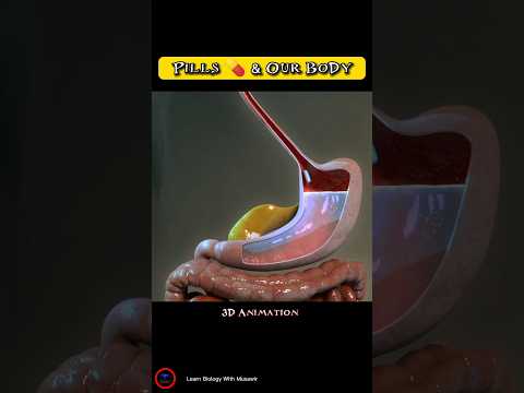 Pills 💊 And Our Body ! Animated #shorts #video  |