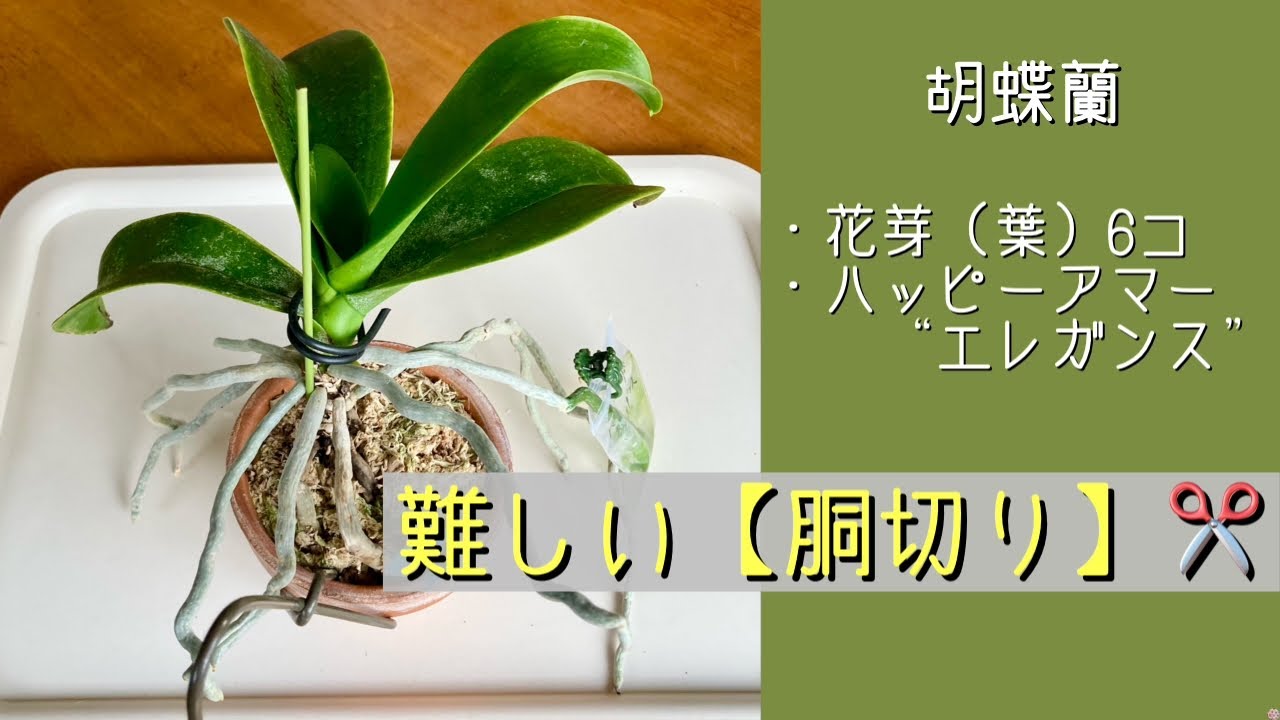 2026年4月5日　胡蝶蘭《胴切り✂️》　ハッピーアマー“エレガンス”　【ハダニ】被害で2年間咲かない　花芽（葉）が6コある