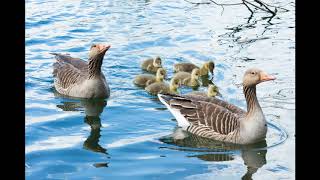 GREY GOOSE CHASE - BRAD PAISLEY