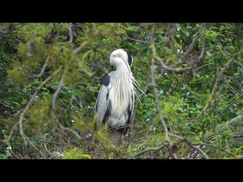 Grey Heron ignoring calls of chicks