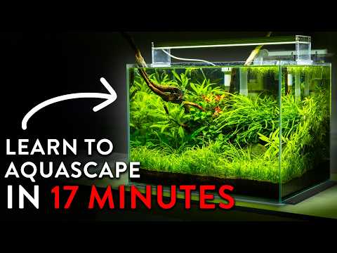 How To Aquascape 2026 | A Complete Step By Step Tutorial