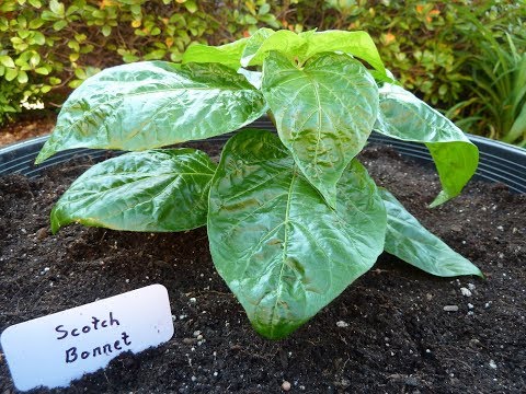 download lagu mp3 mp4 Scotch Bonnet Chilli Plant, download lagu Scotch Bonnet Chilli Plant gratis, unduh video klip Scotch Bonnet Chilli Plant