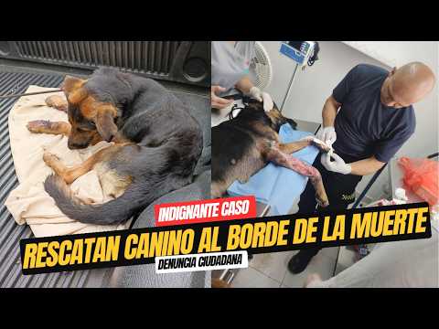🐶 🚨 Rescatan canino en grave abandono en Yotoco gracias a denuncia ciudadana.