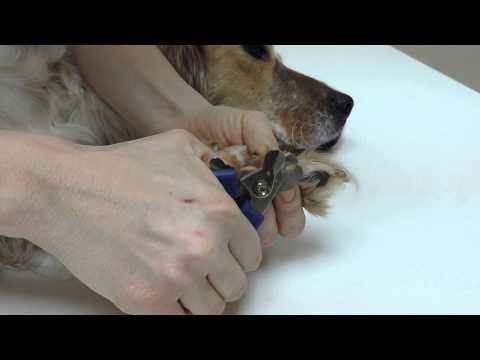 pourquoi coupe t on la queue des chiens