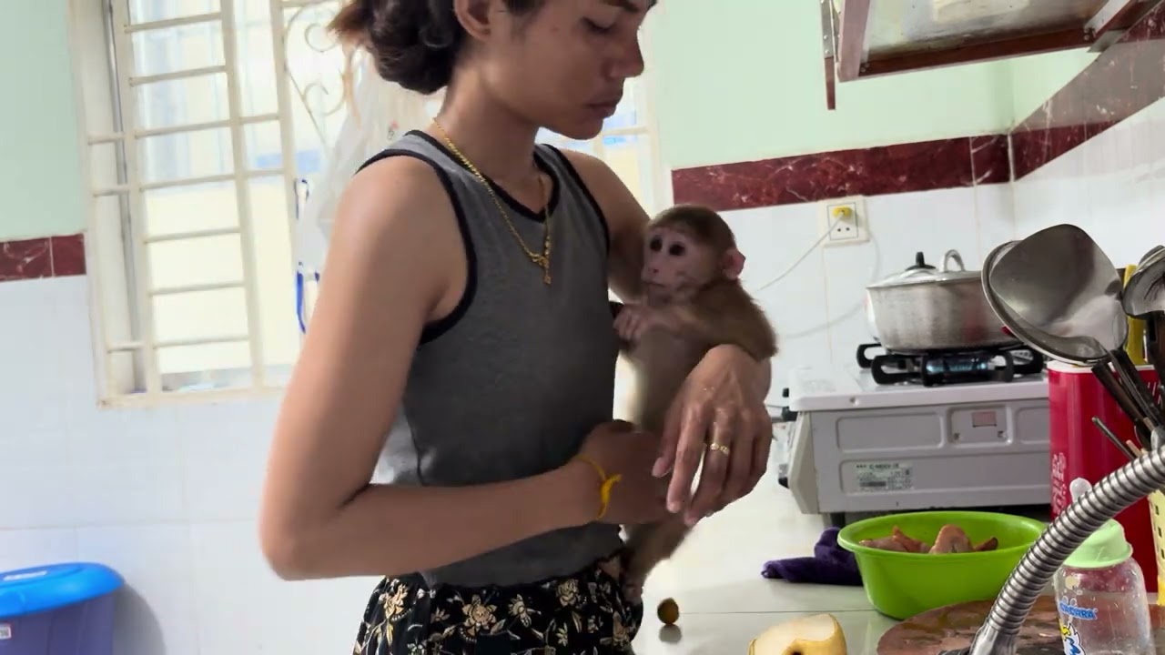 Baby monkey Bella