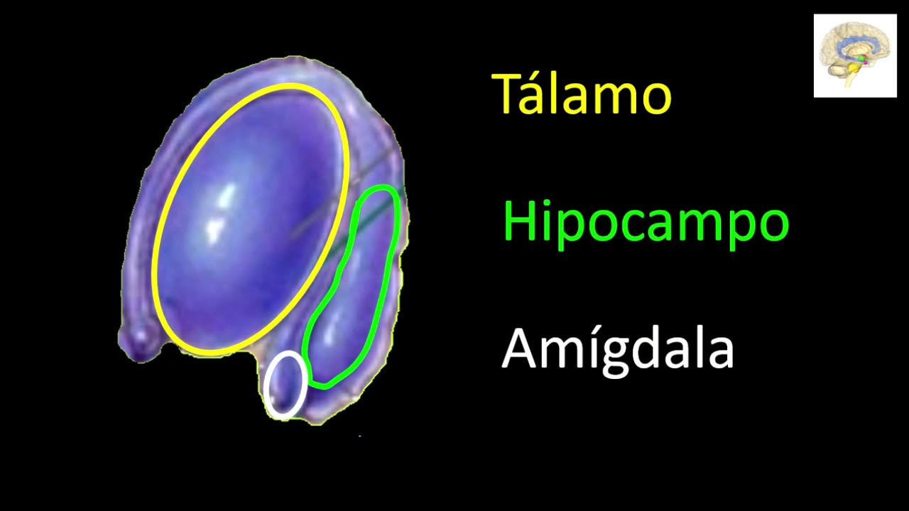 Neurociencia aplicada al Aprendizaje parte 1 a