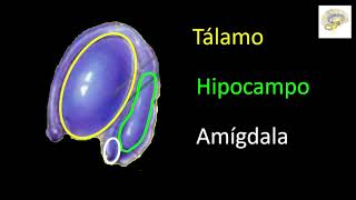 Neurociencia aplicada al Aprendizaje parte 1 a