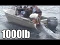 442.8kg Blue Marlin From a Trailer Boat 