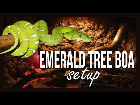 EMERALD TREE BOA SETUP