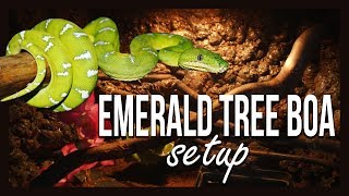 EMERALD TREE BOA SETUP