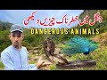 Saw dangerous things in the forest|Dadyal Azad Kashmir|Apna Kashmir