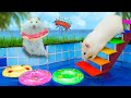 Surprised With A Summer Swimming Pool For Hamsters | Hamster Life