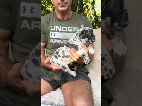 Video 1