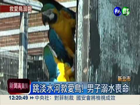 鸚鵡飛進淡水河! 主人搶救溺水