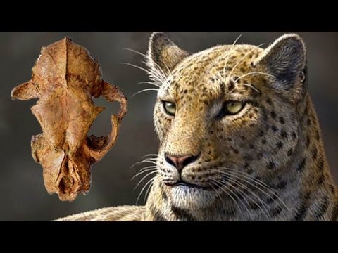 NEW SPECIES: OLDEST BIG CAT DISCOVERED
