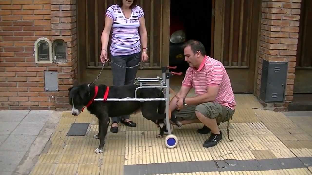Watch Silla de ruedas para un gran perro Now Silla de ruedas para un gran perro