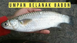 umpan ikan belanak - mqdefault