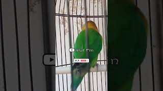 Download lagu Lovebird Jantan Birahi Tinggi #shorts mp3 Download lagu Lovebird Jantan Birahi Tinggi #shorts mp3