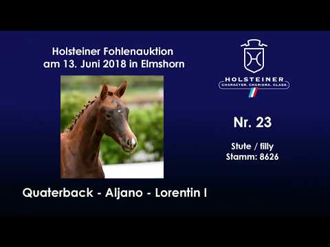 Holsteiner Fohlenauktion im Juni | Nr. 23 v. Quaterback - Aljano