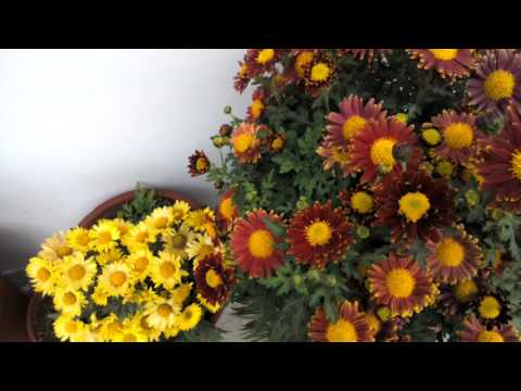 Heart touch Flower of guldaudi by- Gurjit Singh 2