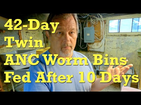 42-day, twin African nightcrawler worm bins get fed after 10 days - vermicompost