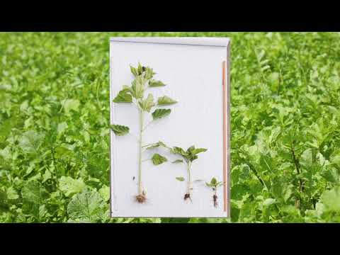 KWS Fit4NEXT Faktoren Aussaat Zwischenfrucht