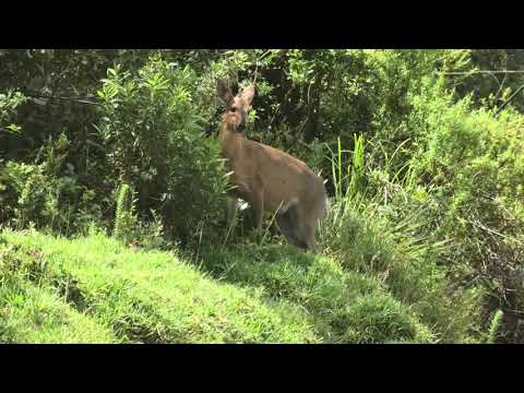 Common Duiker Isn't Shy Like Other Duiker Species
