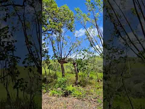 Reserva Forestal El Montuoso, Chepo, Provincia de Herrera, Las Minas, Panama
