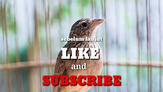 Download lagu Branjangan PARVA NTB yang gacor dan istiwema, ampuh untuk masteran mp3 Download lagu Branjangan PARVA NTB yang gacor dan istiwema, ampuh untuk masteran mp3