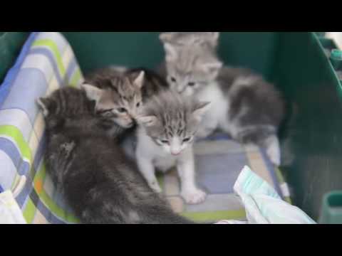 Gatitos de MariCarmen