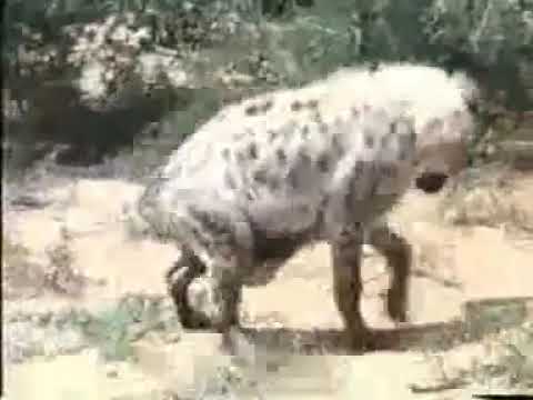 Zdumiewająca symbioza miodożera z miodowodem to nie mit!