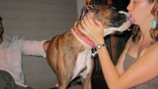 preview picture of video 'Adopt a Boxer Rescue presents ~ Kiss me!'