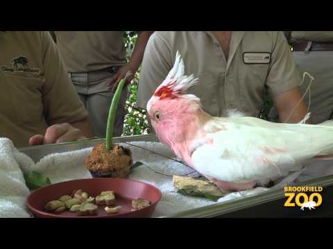 Cookie Cockatoo’s 81st Birthday!