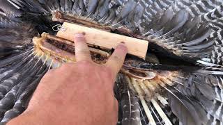 How to Mount a Turkey | Tail Fan/Wings/Skull
