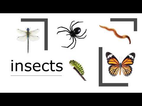 Insects Talking FlashCard