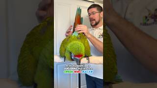 NOT A Green-Winged Macaw! This is a Great Green Macaw
