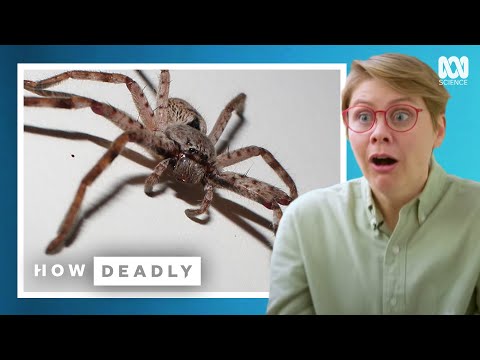 image-How big is a mammoth huntsman spider?
