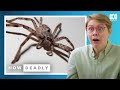 Huntsman Spiders Make Aussies Scream But Are They Deadly REACTION