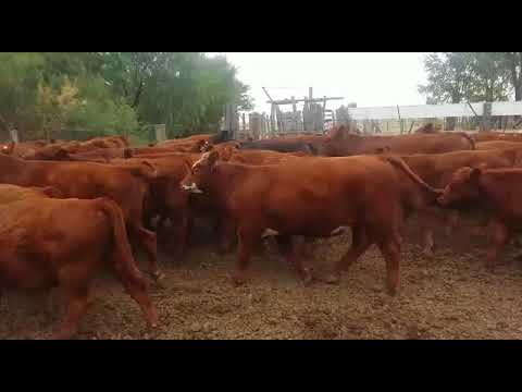 67 Terneros/Terneras Angus y Cruza Británicos 180 Kg. Gregorio Aberasturi SRL