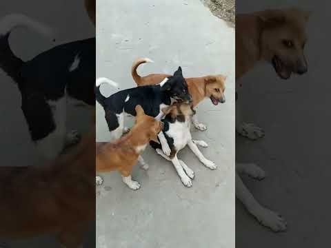 siblings 💖💖💖 street dogs 🐕#ytshorts #dog #puppy #emotions