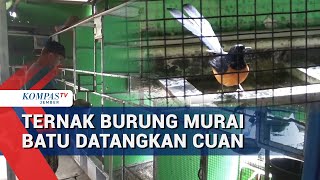 Download lagu Sukses Beternak Murai Batu di Lahan Sempit, Warga Jember Raup Rp15 Juta per Bulan! mp3